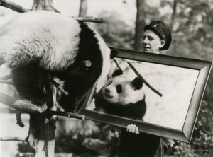 Pandora and keeper at the Bronx Zoo, circa 1938-1941. Modern reproduction, from 1987 Giant Panda Exhibit press kit. Wildlife Conservation Society Publications and Printed Ephemera collection. Collection 2016.