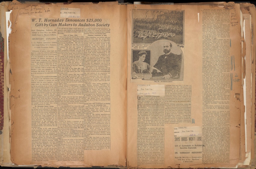 Various 1911 articles reporting on Hornaday's denunciation of a $25,000 gift by gun manufacturers to the Audubon Society. After much public uproar, led by Hornaday, the Audubon Society returned the gift. In Hornaday Wildlife Scrapbook Collection, Vol. 3. WCS Archives Collection 1007.