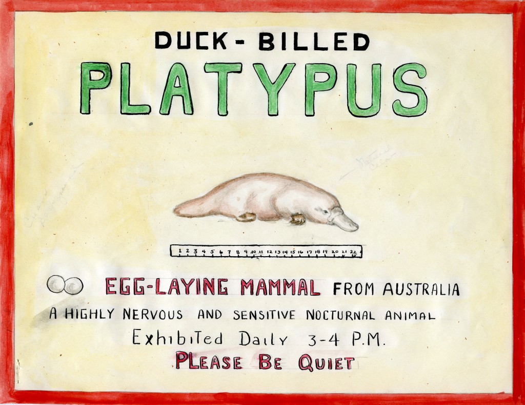 Mockup of exhibit graphic warning the public of the fragility of the platypus, April 1947.  James G. Doherty records, 1937-2005. Collection 1047.