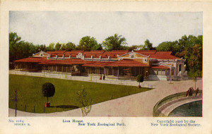 Postcard featuring Bronx Zoo's Lion House, circa 1906. In WCS Archives Collection 2016.