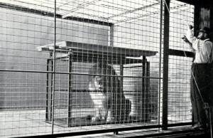 Shift cage in the Artists' Studio, photographed by E. R. Sanborn. Image published in Zoological Society Bulletin, July 1903.