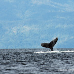 Julie Larsen Maher_0542_Humpback whale in Antongil Bay_MDG_07 15 04