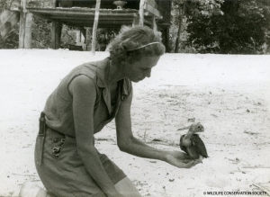 Gloria Hollister with Blue-Headed Parrot, circa 1936. Gloria Hollister Anable papers, 1914-2005 (bulk 1926-1947). Collection 1006. Wildlife Conservation Society Archives, New York.