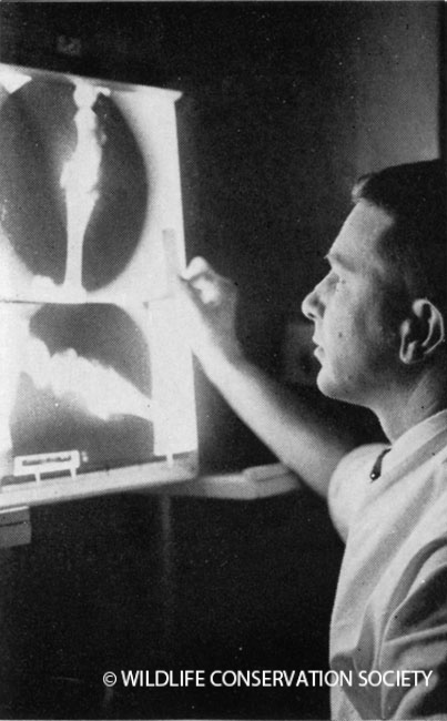 Gandal examining an x-ray, circa 1966. Animal Kingdom vol. LXIX (4), August 1966.