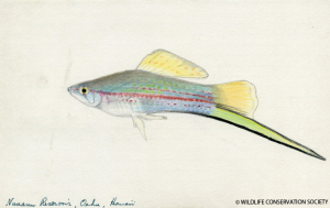 Myron Gordon illustration of a Hawaiian fish, circa 1950s. Myron Gordon records, 1900-1978 (bulk 1940-1978). Collection 3021. Wildlife Conservation Society Archives, New York.