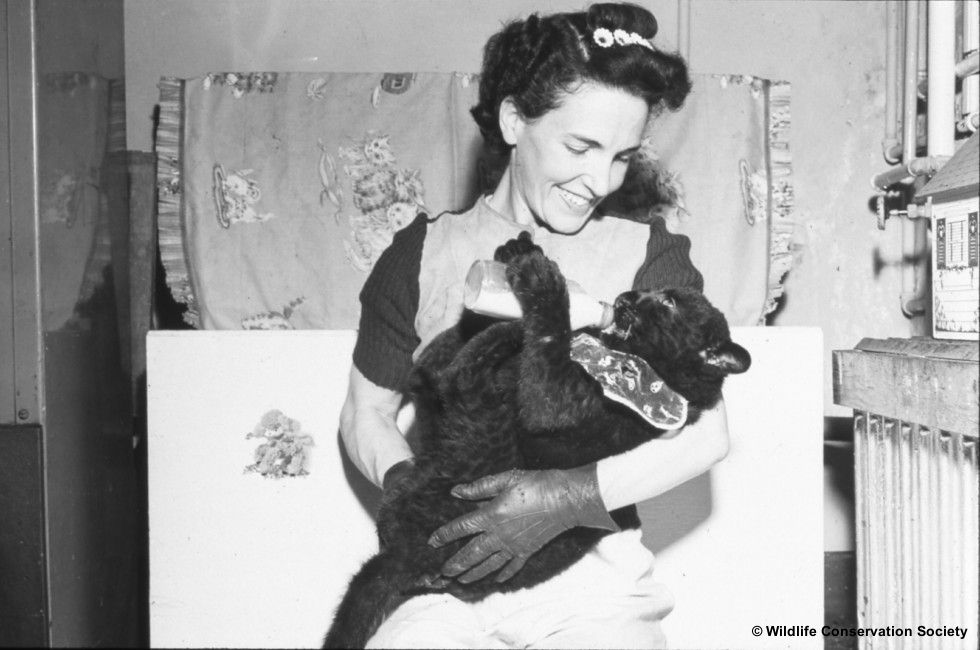 Image of Helen Martini with baby panther in her Bronx apartment, circa 1940s. Scanned from WCS Photo Collection