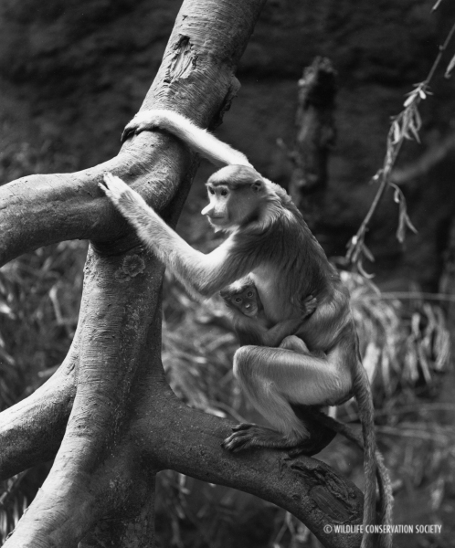 Wildlife Conservation Society_0001_Proboscis Monkey and Baby 1980s_JUN_BZ_00 00 00