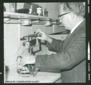 Joe Bell measuring a torrent duck duckling