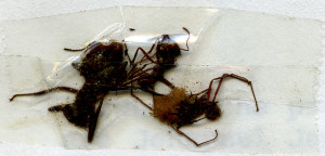 Close-up of ants taped to Belize Zooletter page