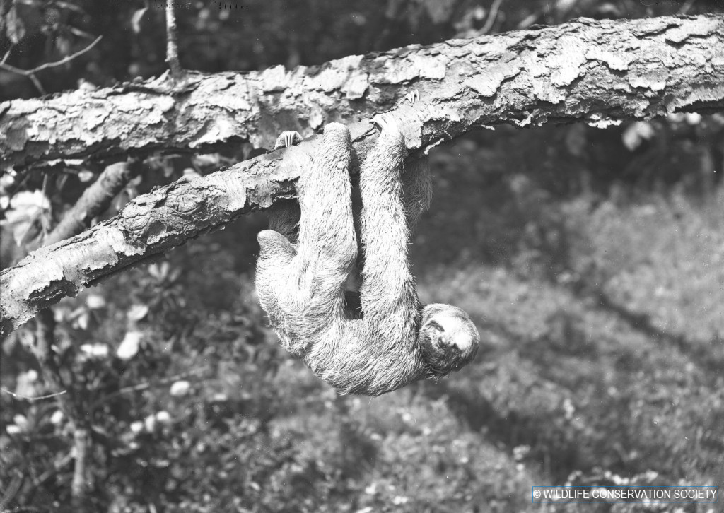 Three-toed sloth at the Bronx Zoo around 1907. WCS Photo Collection