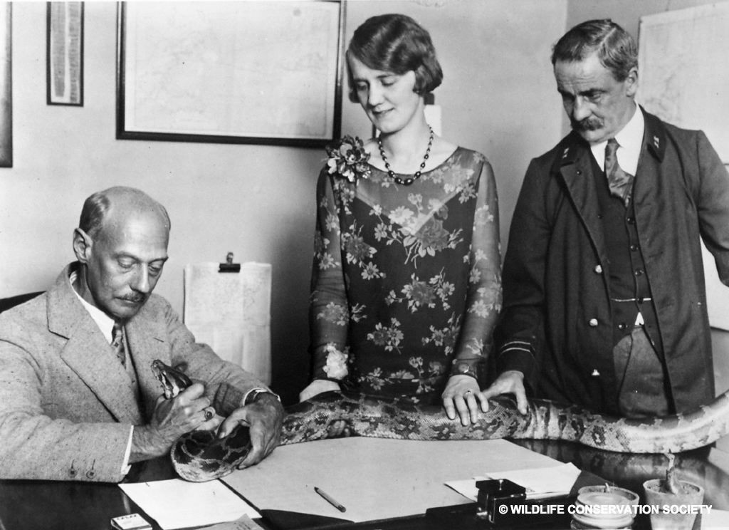 Grace Davall with Reptiles Curator Raymond Ditmars (left) and Keeper Toomey (right), 1920. WCS Photo Collection