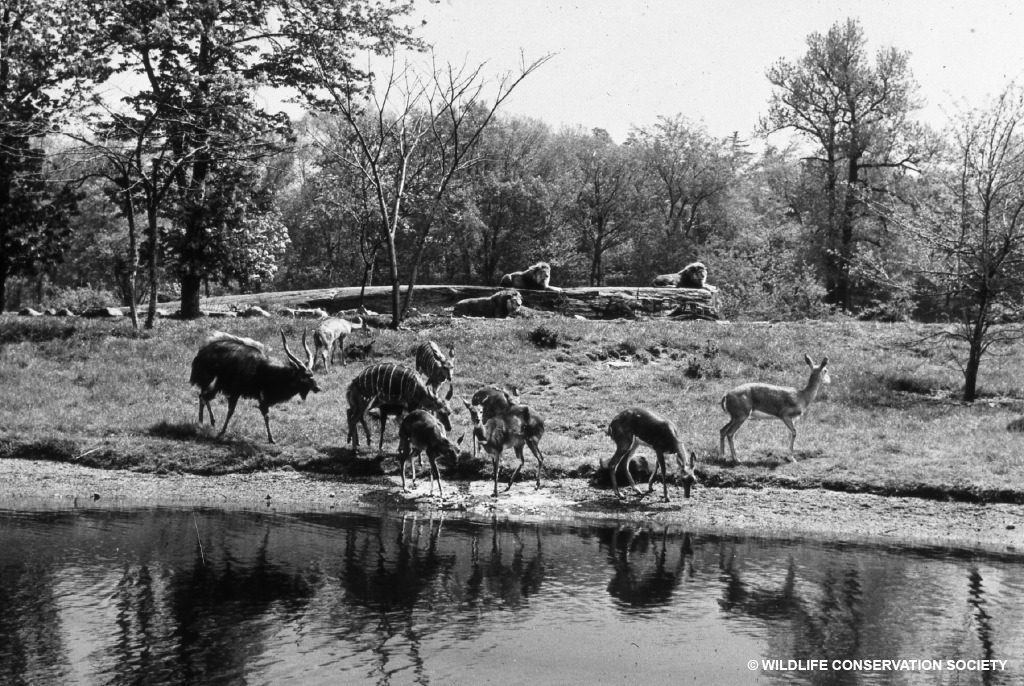 Predators and prey are separated by discrete moats in the African Plains exhibit, 1941. WCS Photo Collection