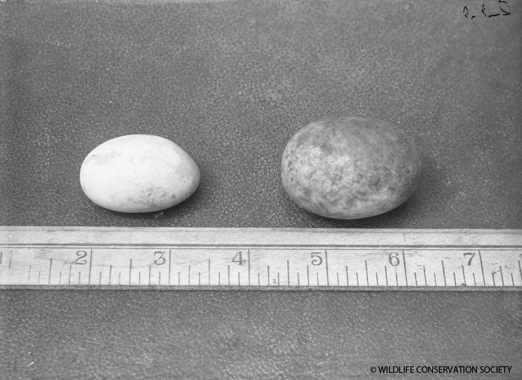Measuring snake eggs, March 1932. WCS Photo Collection