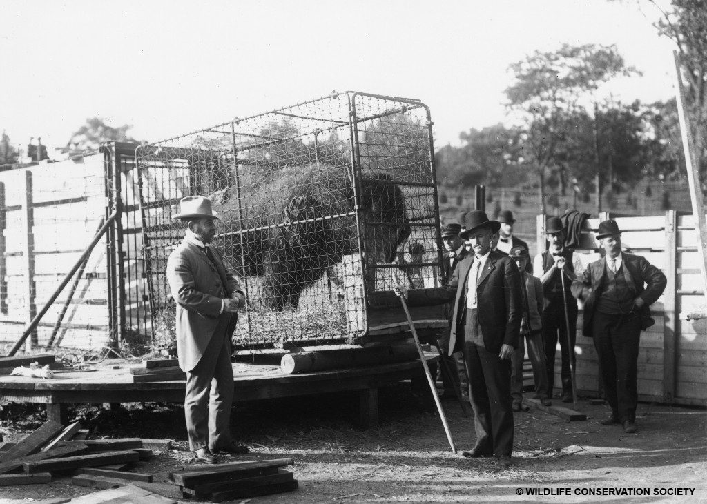 Bison at the Bronx Zoo being crated for transport to the Wichita Forest  and Game Preserve (now known as the Wichita Mountains Wildlife  Reserve), October 1907. William Hornaday appears on the left.  WCS Photo Collection