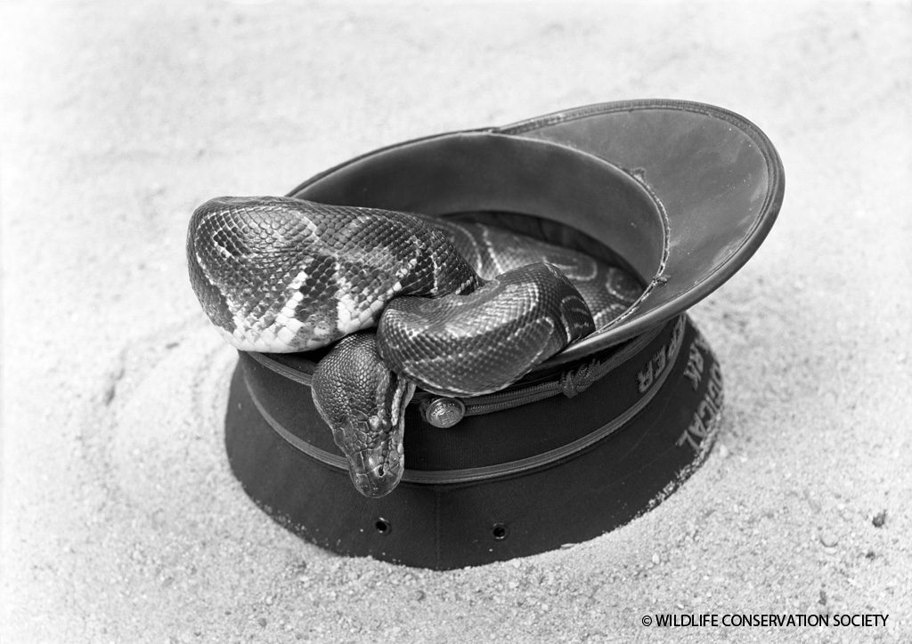 Ball python curled up in keeper's hat, September 1925. WCS Photo Collection