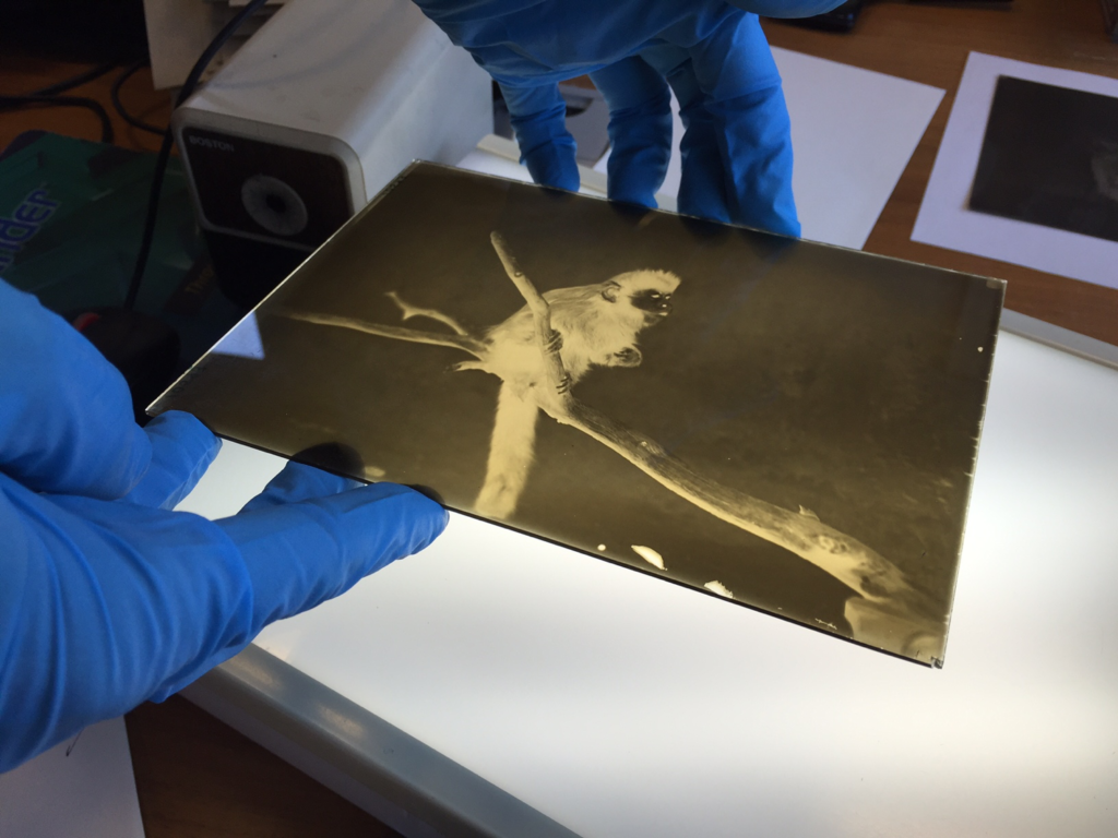 A project intern places a glass negative on the light box for examination.