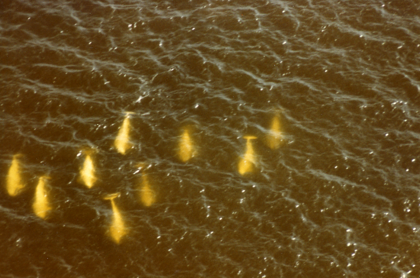 Photograph accompanying 1984 whale expedition records showing an aerial view of a beluga whale pod, circa 1984. Photograph by Jerome Hamlin. Scanned from WCS Archives Collection 3008. 