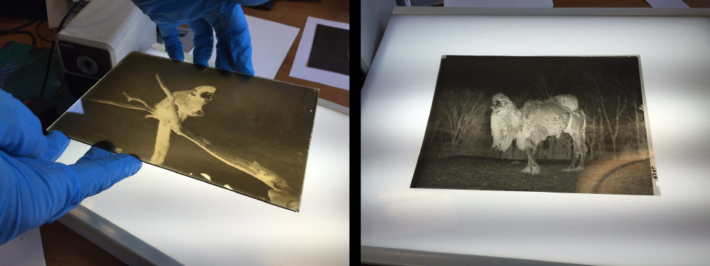 An early glass negative on the left and a film negative on the right