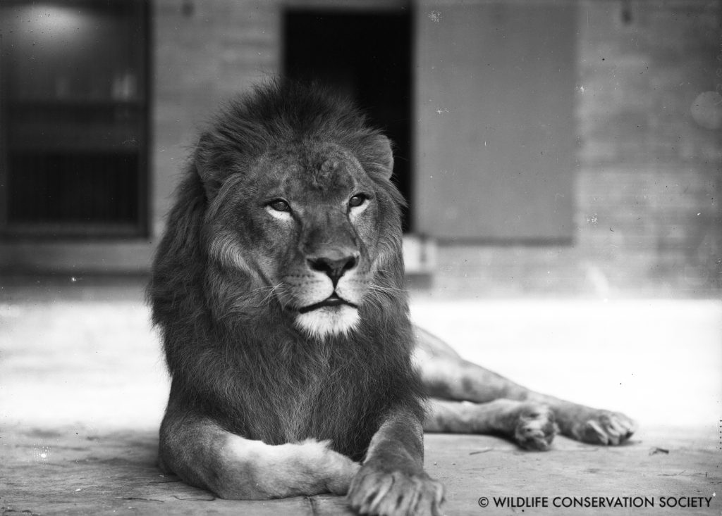 Nubian, or Barbary, lion in the Bronx Zoo Lion House, May 1904. WCS Photo Collection