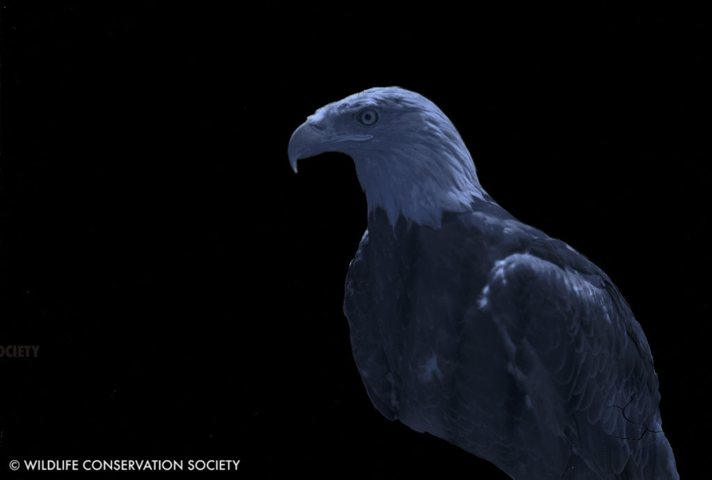 Image of Southern bald eagle at the Bronx Zoo, June 1929, on black background, created by stripping emulsion layer around the eagle. WCS Photo Collection