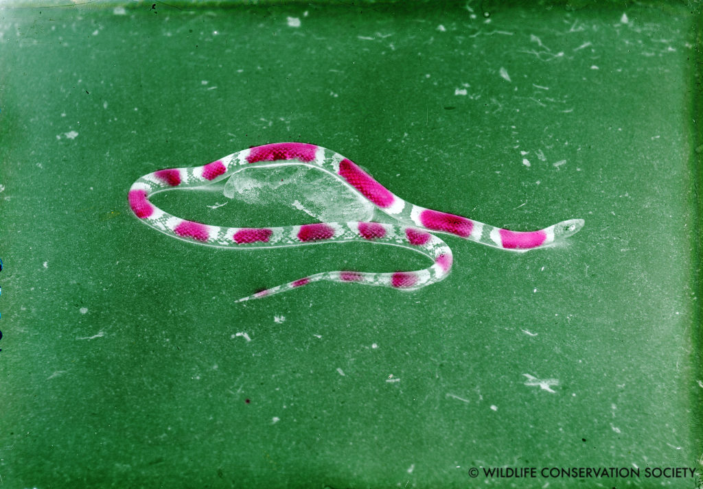 Scarlet snake at the Bronx Zoo, March 1932, showing retouched coloring to the glass plate.