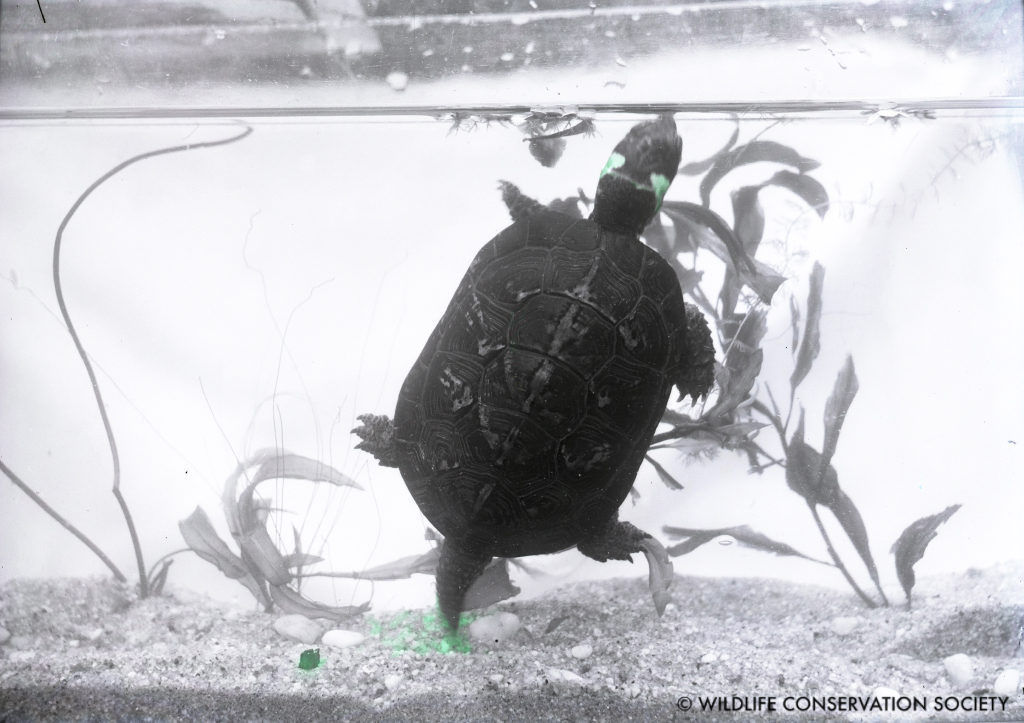 Muhlenberg's turtle at the Bronx Zoo, March 1932, with retouched coloring to the glass plate behind the eyes. WCS Photo Collection