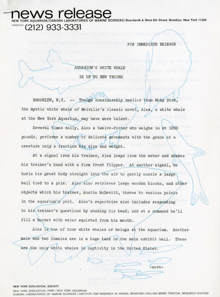 4a. NYA press release, 1971. Scanned from WCS Archives Collection 2032.