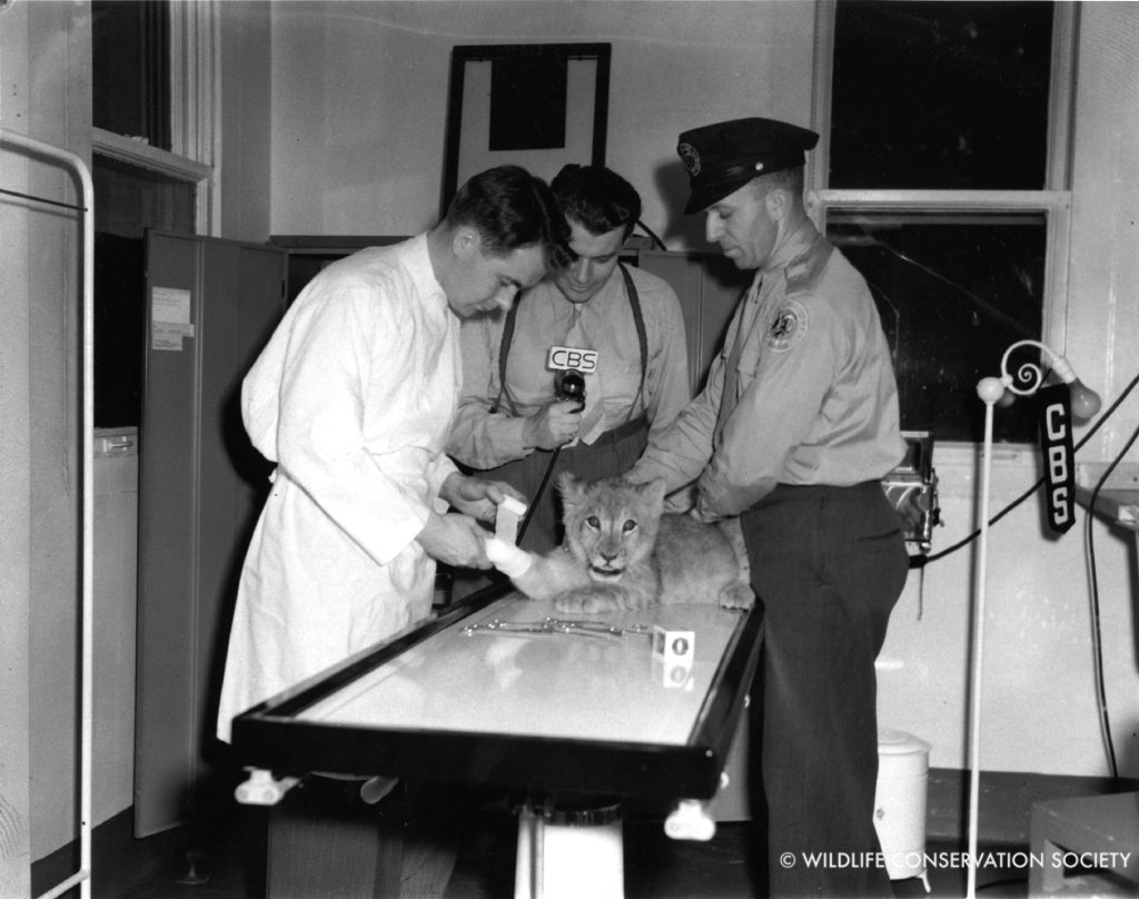 wildlife-conservation-society_19321_cbs-radio-broadcast-at-hospital-goss-treating-lion-cub_bz_06-00-41-wm