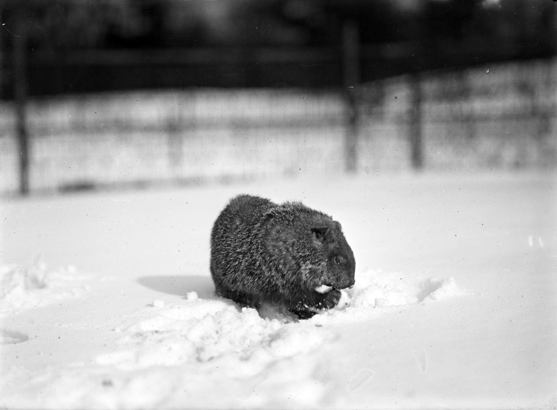 Happy Groundhog Day From The WCS Archives Instagram WCS Archives Blog