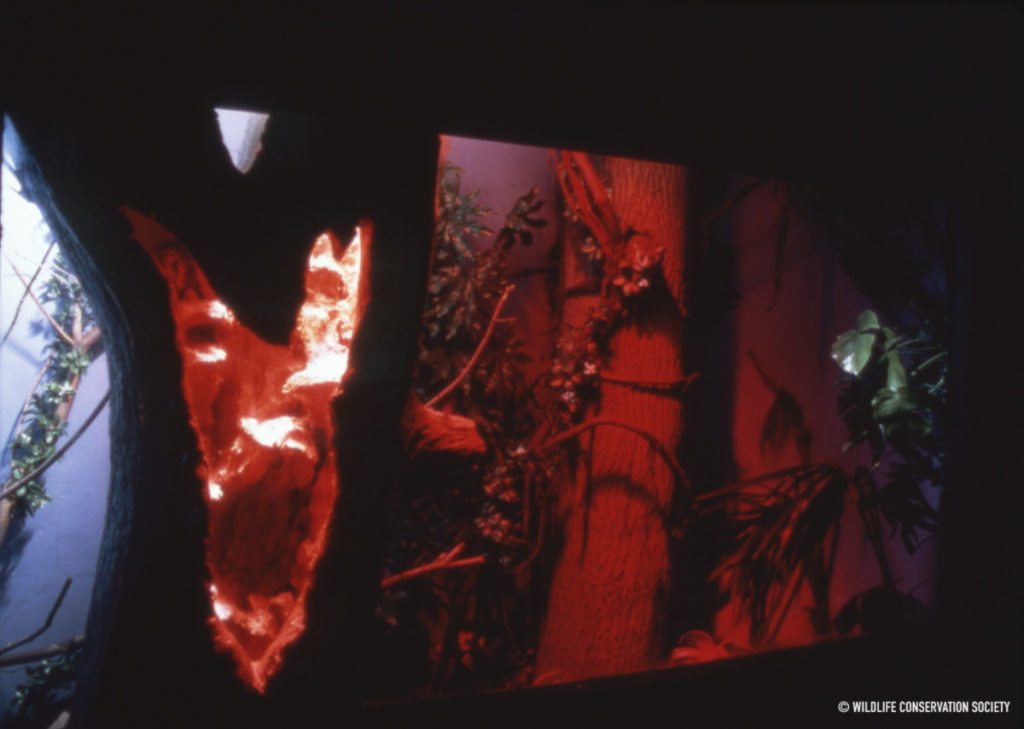 Red Light for Nocturnal Animals [Instagram] | WCS Archives Blog