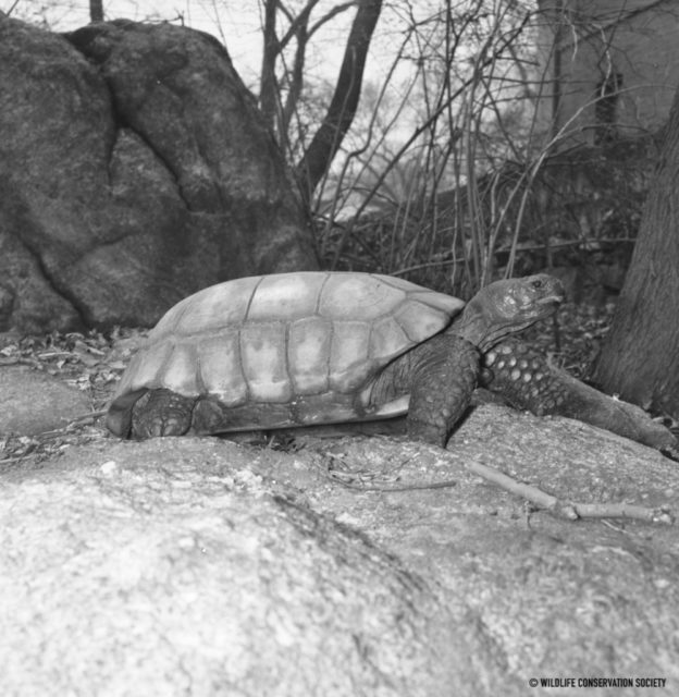 giant tortoise teddy