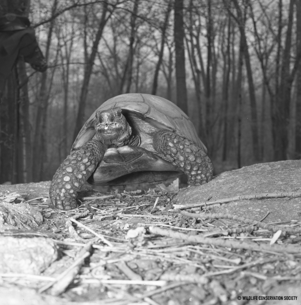 Teddy the Tortoise WCS Archives Blog