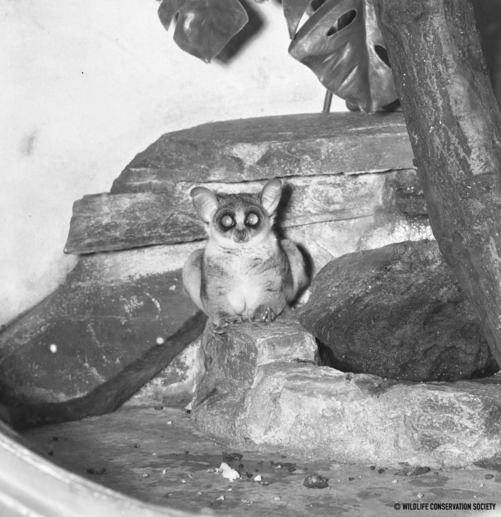 The Red Light Room | WCS Archives Blog