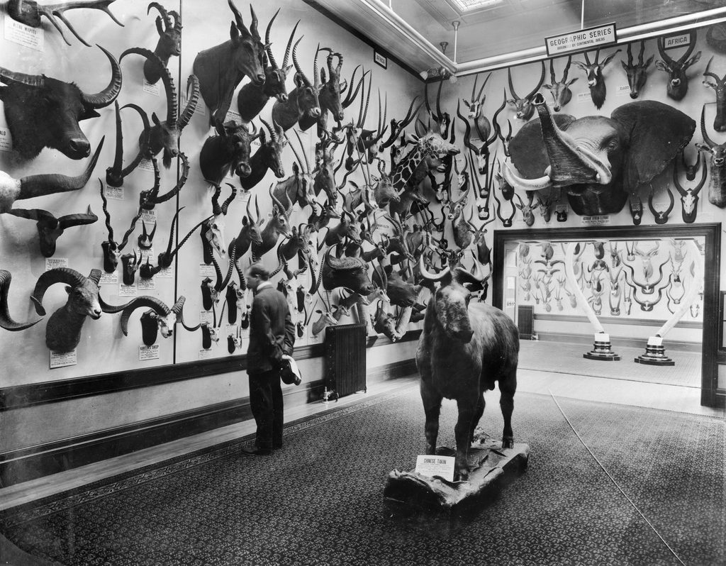 Black and white photograph of National Collection of Heads and Horns exhibit in gallery of Administration Building, December 1910.